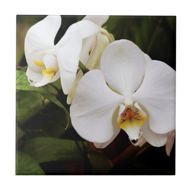 White Moon Orchid (Phalaenopsis Aphrodite) Tile (Front)