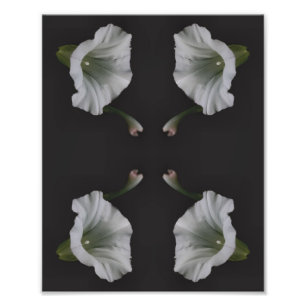 White Morning Glory Flower Close Up Abstract 8x10 Photo Print