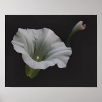 White Morning Glory Flower Close Up
