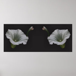 White Morning Glory Flower Mirror Abstract Poster