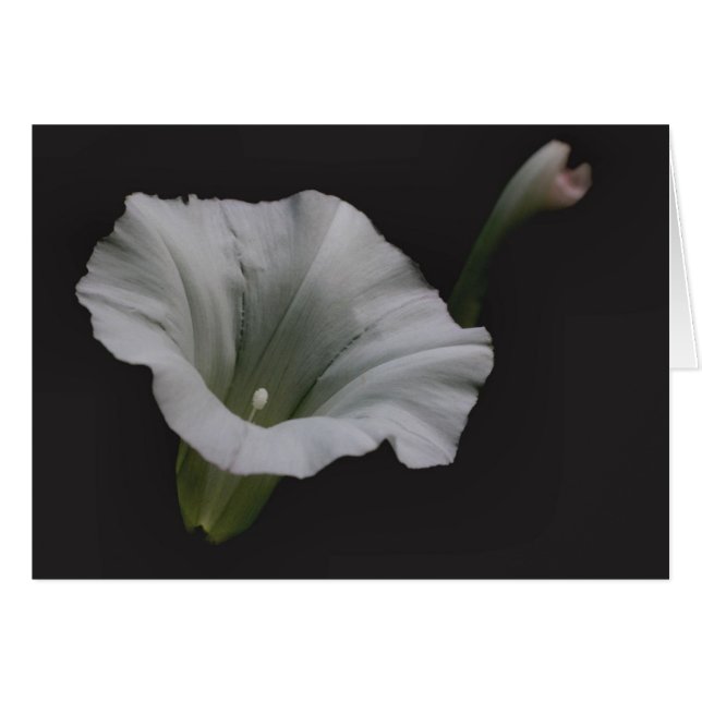 White Morning Glory Flower Photography Card (Front Horizontal)