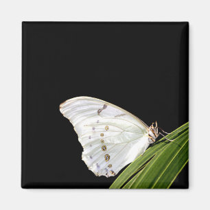 White Morpho butterfly on leaf Magnet