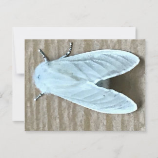 White Moth Bug  Postcard