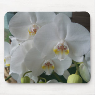 White Moth Orchids on a mousepad