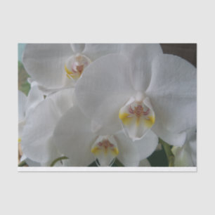 White Moth Orchids on tissue paper