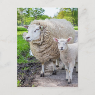White mother sheep and lamb standing on road postcard