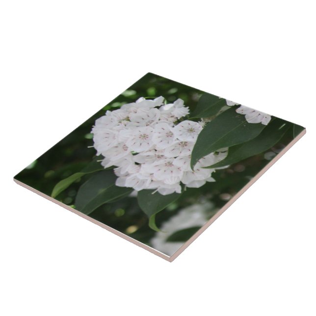 White Mountain Laurel Flowers Green Leaves Tile (Side)