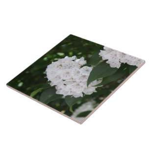 White Mountain Laurel Flowers Tile