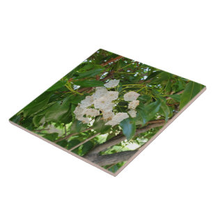 White Mountain Laurel Leaves at Sundown Tile