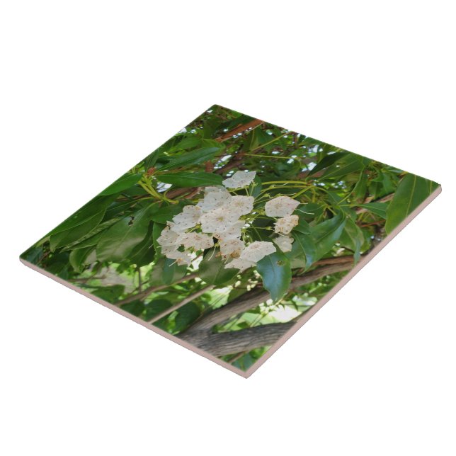 White Mountain Laurel Leaves at Sundown Tile (Side)