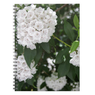 White Mountain Laurel Star Shaped Flowers Spiral Notebook