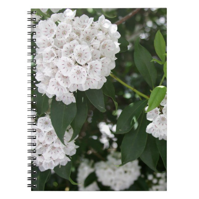 White Mountain Laurel Star Shaped Flowers Spiral Notebook (Front)