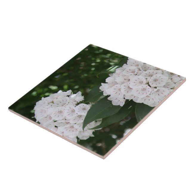White Mountain Laurel Star Shaped Flowers Tile (Side)