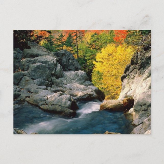 White Mountain National Forest, NH Postcard (Front)