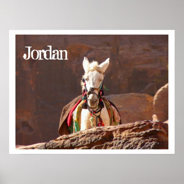 White Mule, Petra, Jordan Poster (Front)