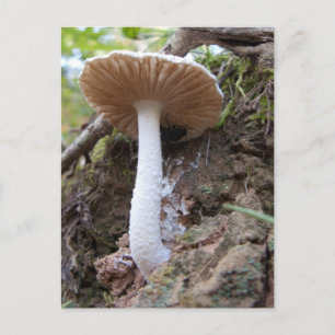 White Mushroom Postcard