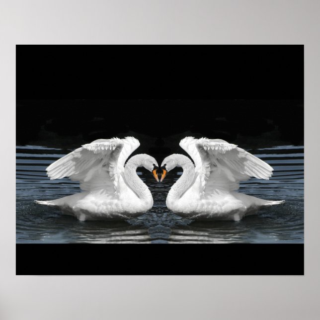 White Mute Swan Mirror Image Poster (Front)