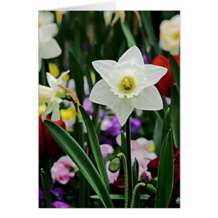 White Narcissus