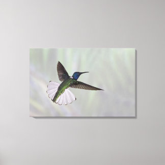White-necked Jacobin Florisuga melivora Costa 2 Canvas Print