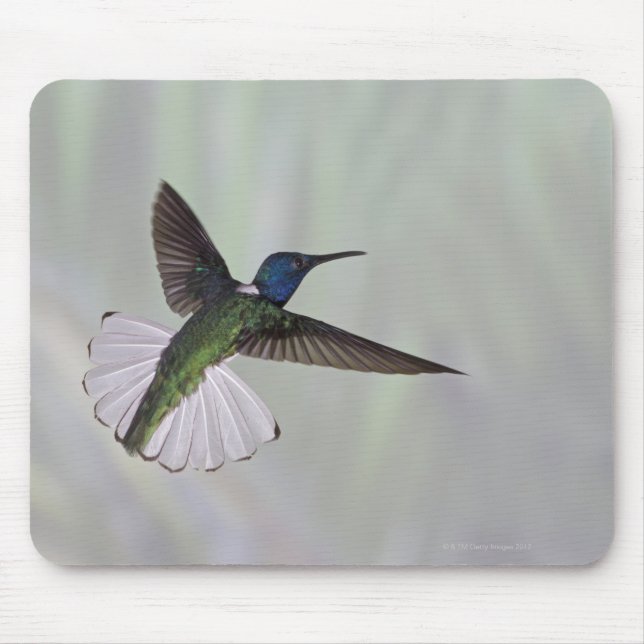 White-necked Jacobin Florisuga melivora Costa 2 Mouse Pad (Front)