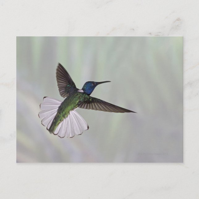 White-necked Jacobin Florisuga melivora Costa 2 Postcard (Front)