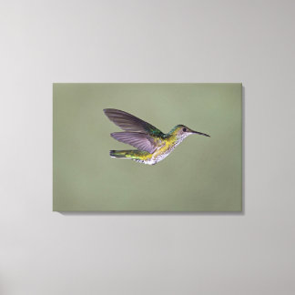 White-necked Jacobin Florisuga melivora Costa Canvas Print