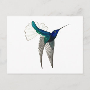 White-necked Jacobin Hummingbird Postcard