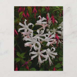 White Nerine Flowers Postcard