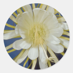 white Night blooming cereus (Hylocereus undatus) f Classic Round Sticker