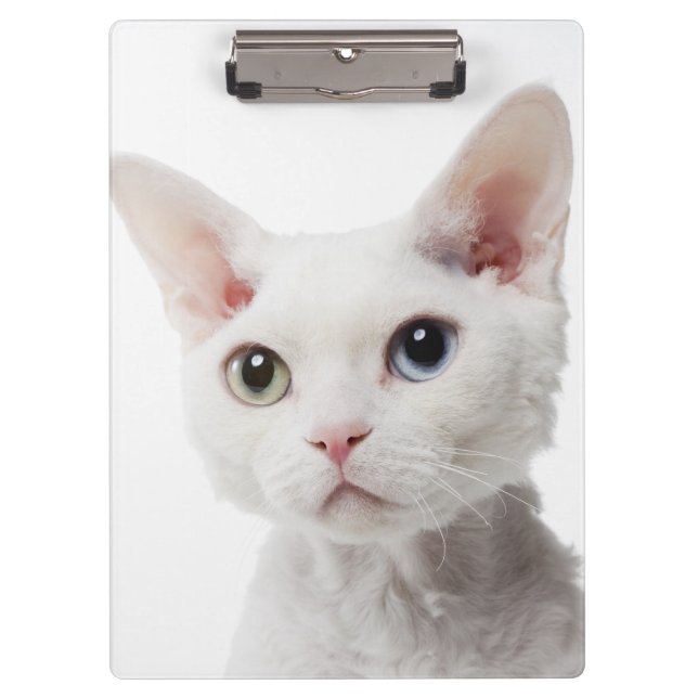 White odd-eyed cat 2 clipboard (Front)