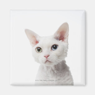 White odd-eyed cat 2 magnet