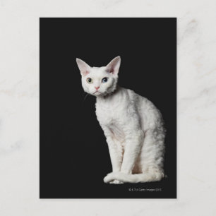 White odd-eyed cat 3 postcard