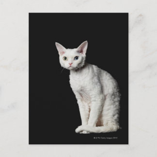 White odd-eyed cat 3 postcard