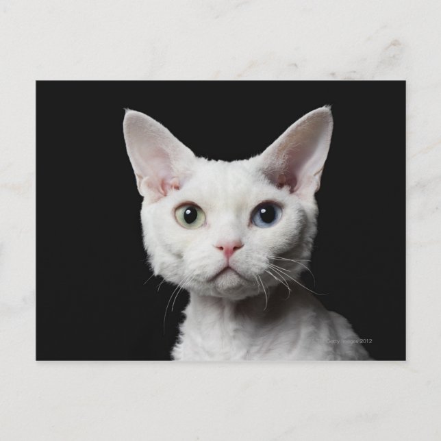White odd-eyed cat postcard (Front)