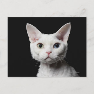 White odd-eyed cat postcard