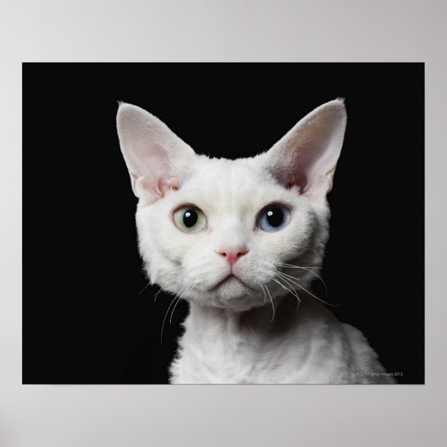 White odd-eyed cat poster (Front)