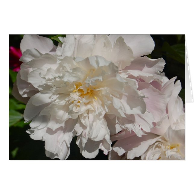 White on Pink (Front Horizontal)