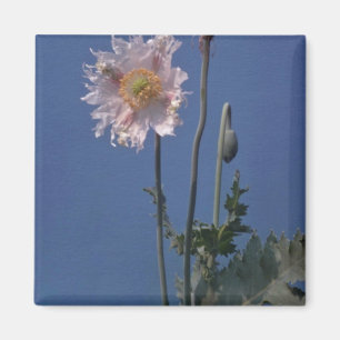 white Opium Poppy (Papaver Somniferum) flowers Magnet