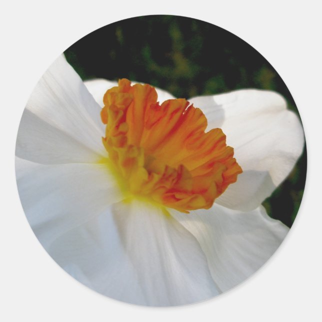 White Orange Narcissus Stickers (Front)