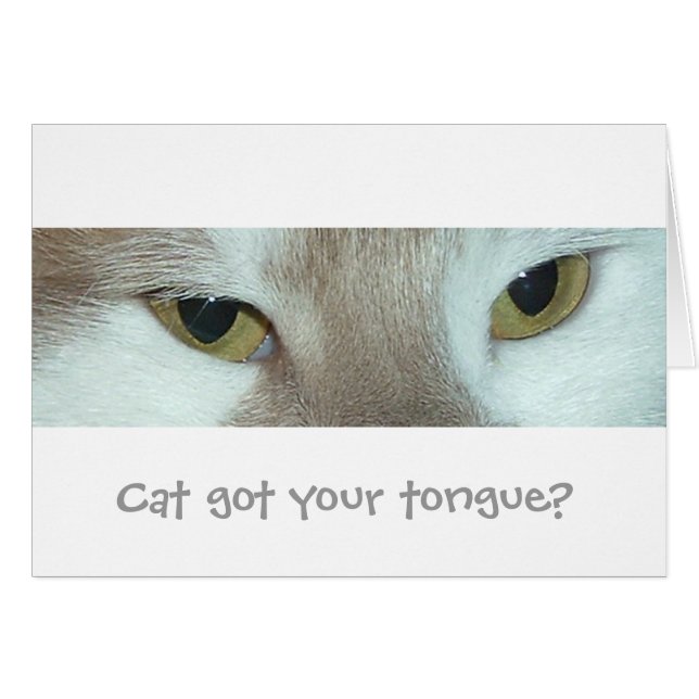 White & Orange Tabby Cat (Front Horizontal)