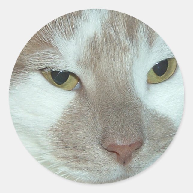 White & Orange Tabby Classic Round Sticker (Front)