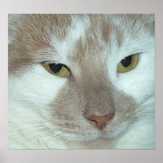 White & Orange Tabby Poster