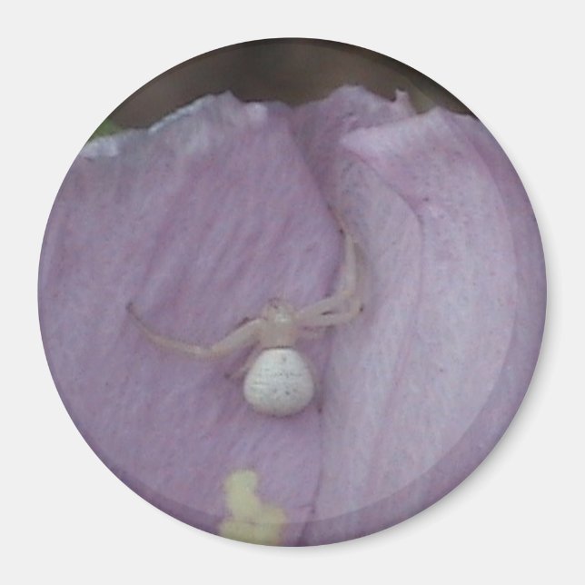 White Orb spider Magnet (Front)