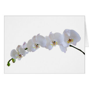 White orchid