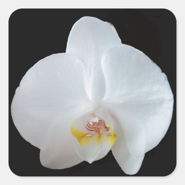 White orchid against black background square sticker (Front)