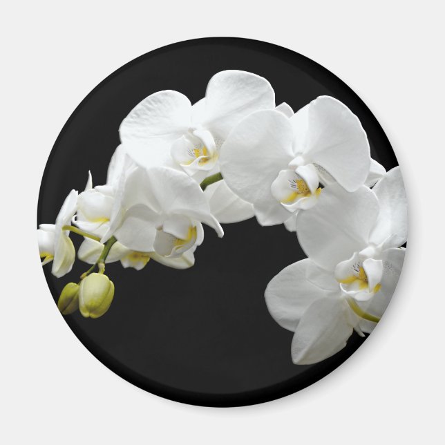 White Orchid Blossom Magnet (Front)