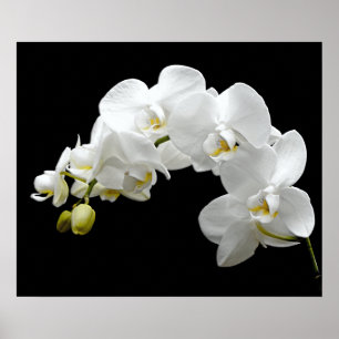 White Orchid Blossom Poster