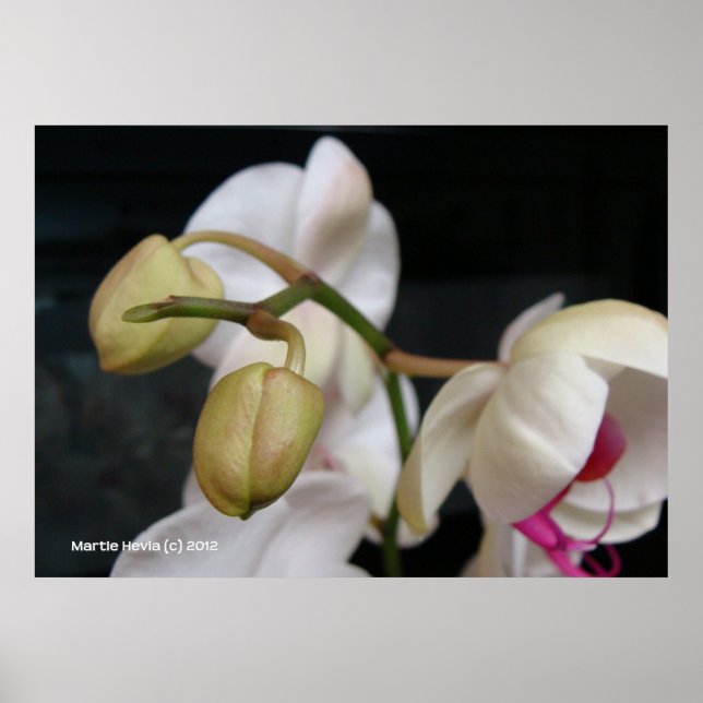 White Orchid Buds Poster (Front)