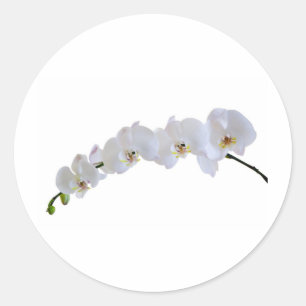 White orchid classic round sticker