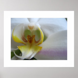 White Orchid Clouds Phalaenopsis Poster Art Print